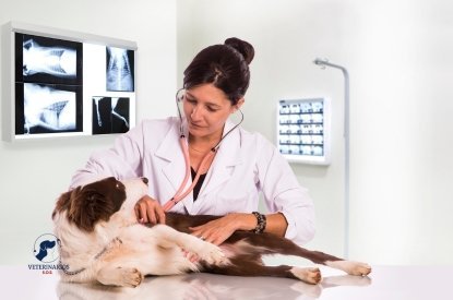 Servicio de consulta veterinaria para mascotas - Veterinaria S.O.S.