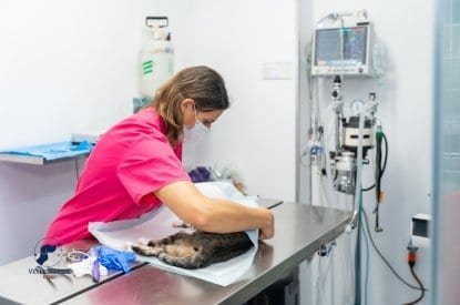 Servicio de Esterilización para perros y gatos - Veterinaria S.O.S.