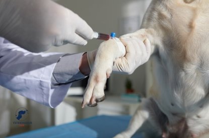 Servicio de hospitalización para perros y gatos - Veterinaria S.O.S.