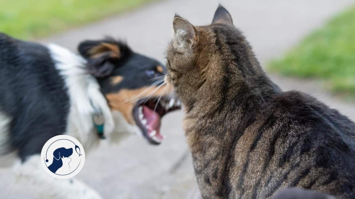 ¿Tu mascota ataca a otra?: Estas son las señales que deberías revisar - Veterinarios S.O.S. Bogotá