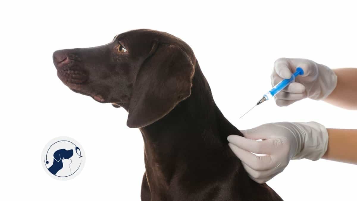 Calendario de vacunación INTELIGENTE para tu perro en Bogotá